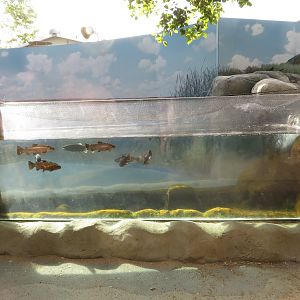 Rainbow Trout Tank