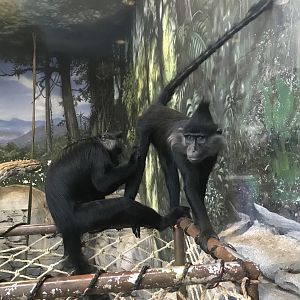 Black-Crested Mangaby