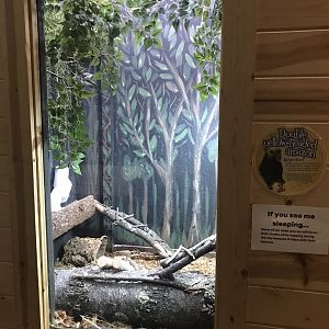 Griggs Learning Center - Double Yellow-Headed Amazon Exhibit