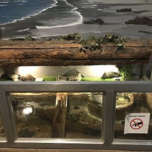 Griggs Learning Center - Red-Eared Slider Exhibit