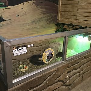 Griggs Learning Center - Red-Footed Tortoise Exhibit