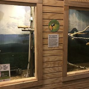 Griggs Learning Center - New Blue & Gold Macaw Exhibit