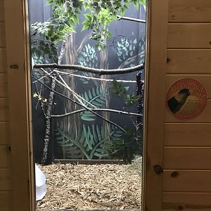 Griggs Learning Center - Black-Headed Cacique Exhibit