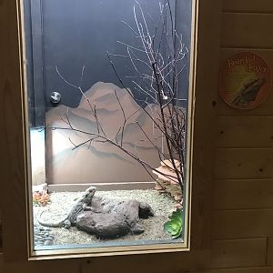 Griggs Learning Center - Bearded Dragon Exhibit