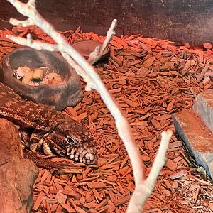 Black and White Tegu