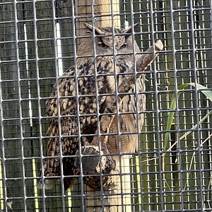 Eurasian Eagle Owl
