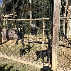 Black-handed Spider Monkey