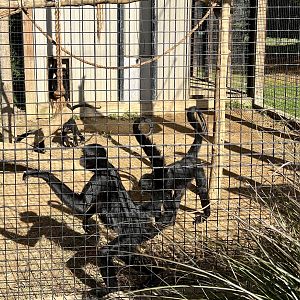 Black-handed Spider Monkey
