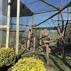 Common Squirrel Monkey Exhibit