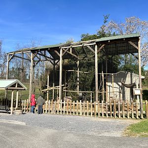 Black-handed Spider Monkey Exhibit