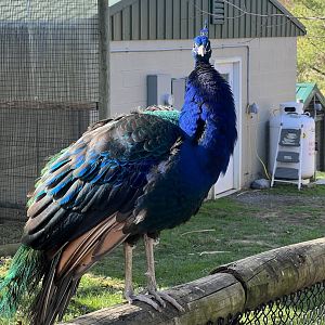 Peafowl
