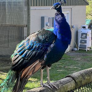 Peafowl