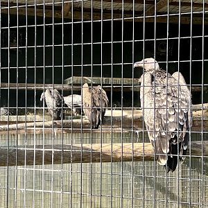 Ruppell’s Vulture