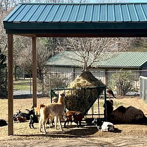 Goats and young animal corral