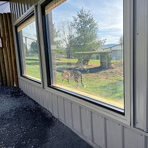 Cheetah viewing window