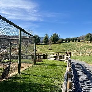 Cheetah intent on Camel
