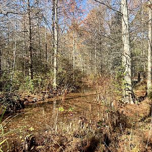 American Alligator Exhibit