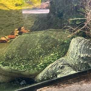 Alligator Snapping Turtle