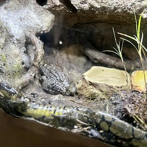 Carolina Gopher Frog