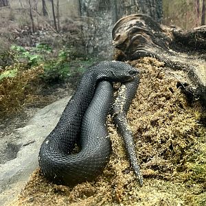 Eastern Indigo Snake
