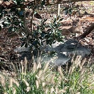 Cougar Exhibit