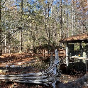 American Alligator Exhibit