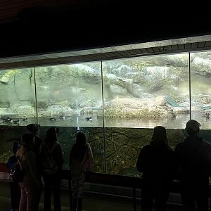 Sea Bird Exhibit