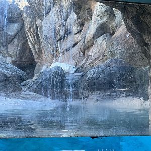 Polar Bear Exhibit