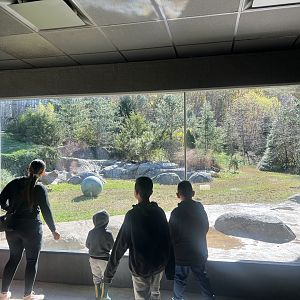 Polar Bear Viewing Window