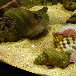 Knobbed tritons (Charonia lampas)