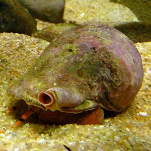 Knobbed triton (Charonia lampas)