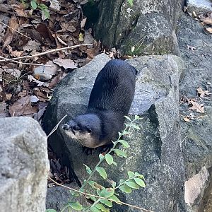 River Otter