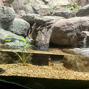 Spotted Turtle Exhibit