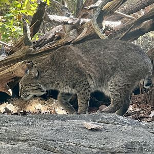 Bobcat