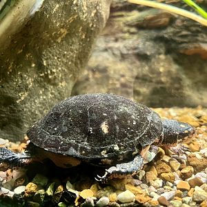 Spotted Turtle