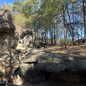 American Black Bear Exhibit