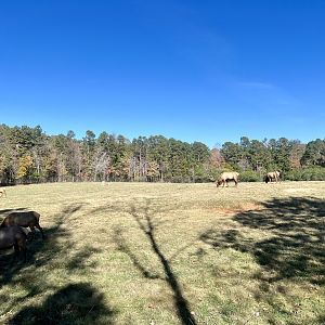 Elk Exhibit