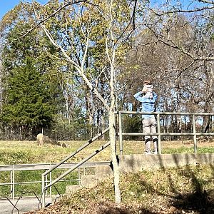 Man lifting Child to see Bison