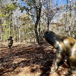 Native American Inspired Zoo Art