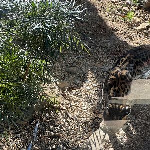 Ocelot Exhibit