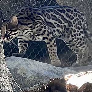 Ocelot