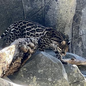 Ocelot