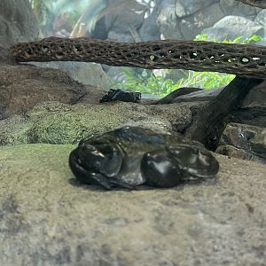 Colorado River Toad