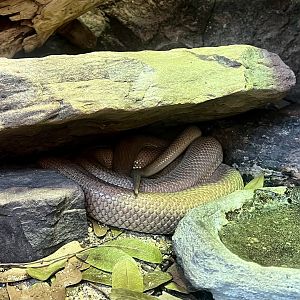 Baja Ratsnake