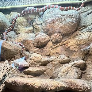 Arizona Mountain Kingsnake