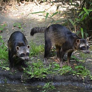 Crab-Eating Raccoon 02/06/2023