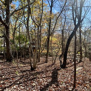 North Carolina Piedmont Forest