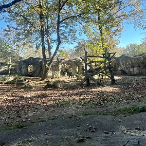 Lowland Gorilla Exhibit