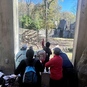 Primates viewing Primates