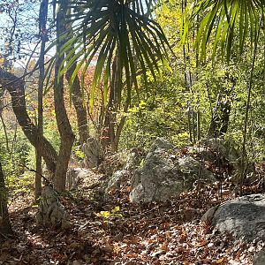 North Carolina Piedmont Forest